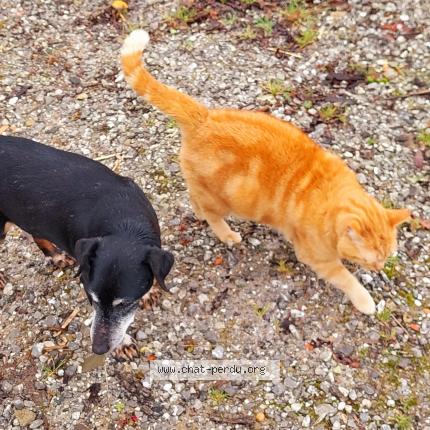 Foto 2/2 Gato encontrado Encontrado en Salies de bearn