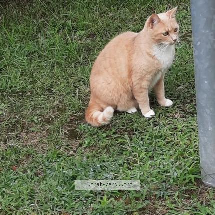 Foto 1/3 Harrie Chat perdido en Beaumont sur oise