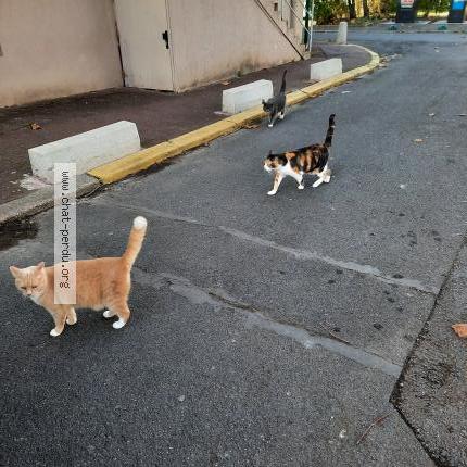 Foto 2/3 Harrie Chat perdido en Beaumont sur oise