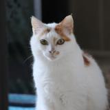 Foto del gato perdido en Rosieres