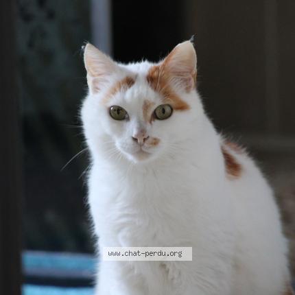 Foto 1/1 Fifi Chat perdido en Rosieres