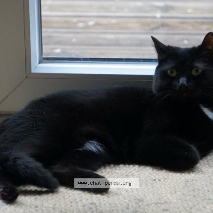 Foto 1/1 Cléo Chat perdido en Haccourt