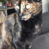 Foto del gato perdido en La Bernardiere