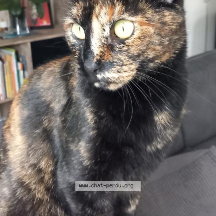 Foto 1/1 Chipie Chat perdido en La bernardiere