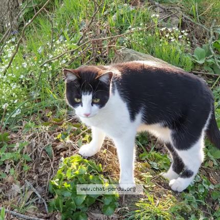 Foto 1/1 Osiris Chat perdido en Montautour