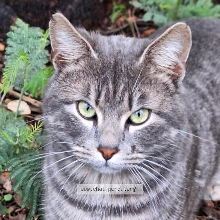 Foto 1/1 GRISOU Chat perdido en Saint aygulf