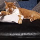 Foto del gato perdido en Francheville