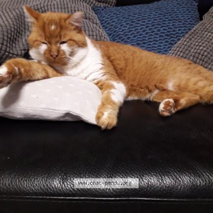 Foto 1/1 LARICAT Chat perdido en Francheville