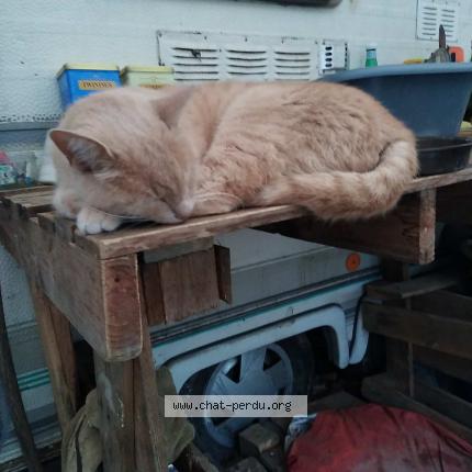 Foto 1/1 Natsu Chat perdido en Beaulieu sous parthenay