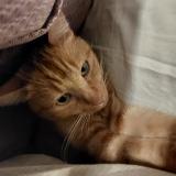 Foto del gato perdido en Melgven