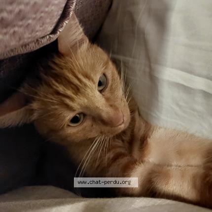 Foto 1/1 Gato encontrado Perdido en Melgven