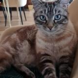 Foto del gato perdido en Tence