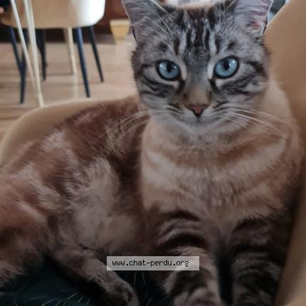 Foto 1/1 Ruben Chat perdido en Tence