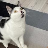 Foto del gato perdido en Flayosc