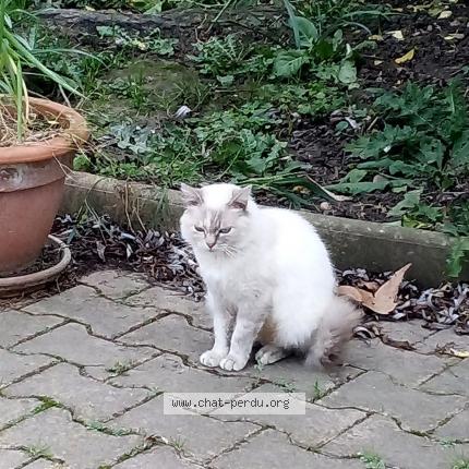 Foto 1/1 Mouchette Chat perdido en Orange