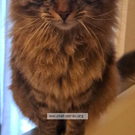 Foto 1/1 Titou Chat perdido en Gardanne