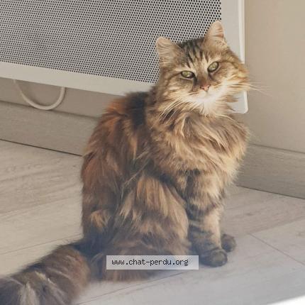 Foto 1/1 Mimine Chat perdido en Les milles