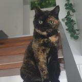 Foto del gato perdido en Herimenil