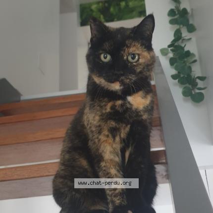 Foto 1/1 Gato encontrado Perdido en Herimenil