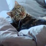 Foto del gato perdido en Tinqueux