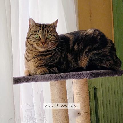 Foto 2/3 Paco Chat perdido en Tinqueux