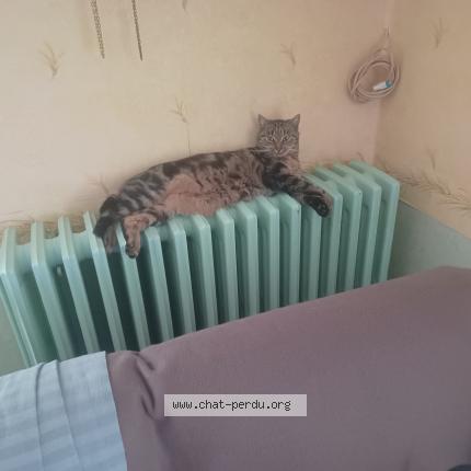 Foto 3/3 Paco Chat perdido en Tinqueux