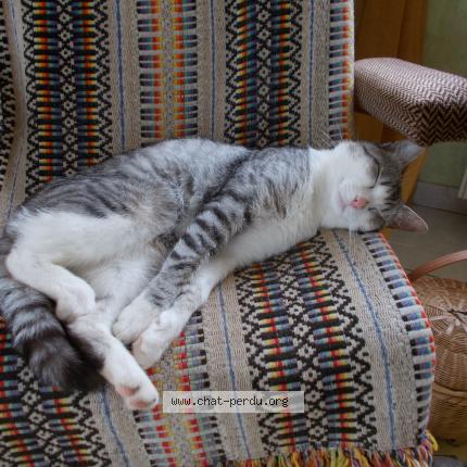 Foto 1/1 Titi Chat perdido en Lampaul plouarzel