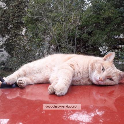 Foto 1/1 Rocco Chat perdido en Montpellier