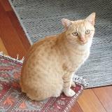 Foto del gato perdido en Plerin