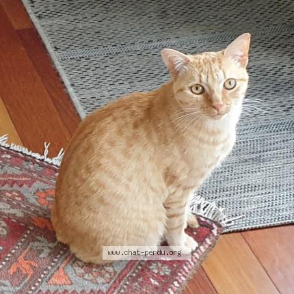 Foto 1/1 Gato encontrado Perdido en Plerin