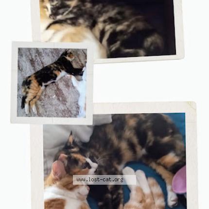 Foto 1/1 piggy Chat perdido en Port st lucie