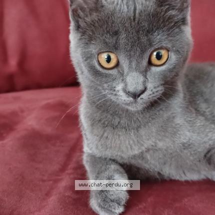 Foto 1/1 Sky Chat perdido en Champey sur moselle