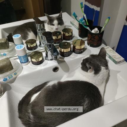 Foto 2/2 Streety Chat perdido en Chateauneuf de gadagne