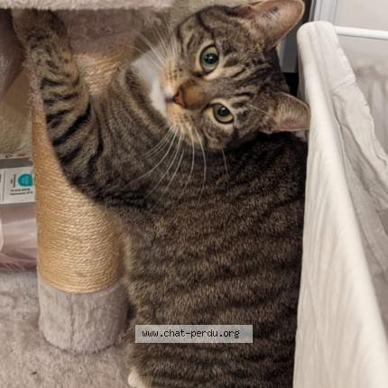 Foto 1/1 Athéa Chat perdido en Carcassonne