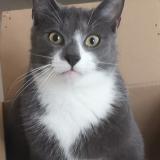 Foto del gato perdido en Fleurieu Sur Saone