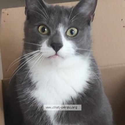 Foto 1/1 Julot Chat perdido en Fleurieu sur saone