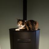 Foto del gato perdido en Coux Et Bigaroque Mouzens