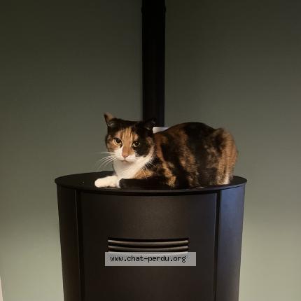 Foto 1/1 Satine Chat perdido en Coux et bigaroque mouzens