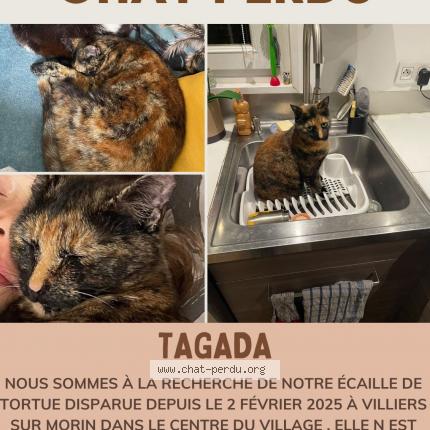 Foto 1/1 Tagada Chat perdido en Villiers sur morin