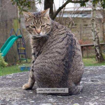 Foto 1/1 Aness Chat perdido en Moret loing et orvanne