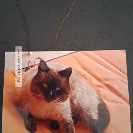 Foto 1/1 Caramel Chat perdido en Vitrolles