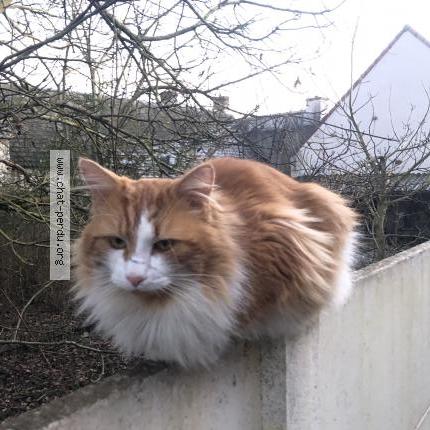 Foto 1/1 Gato encontrado Perdido en Le bardon