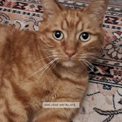 Foto 1/1 Katsby Chat perdido en Blere