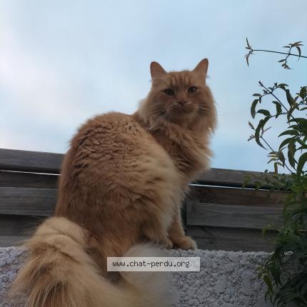 Foto 1/1 Rafale Chat perdido en Marseille