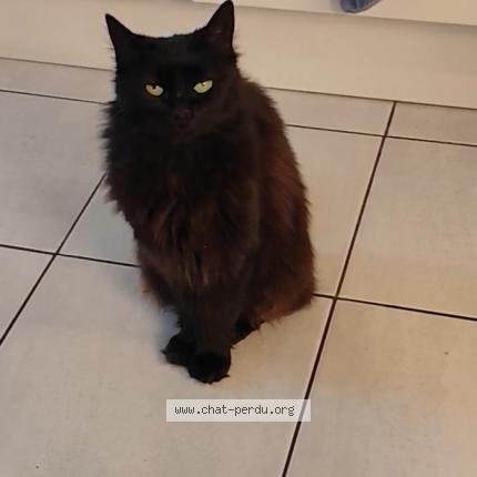 Foto 1/1 Maya Chat perdido en Champniers