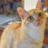 Foto del gato perdido en Messe