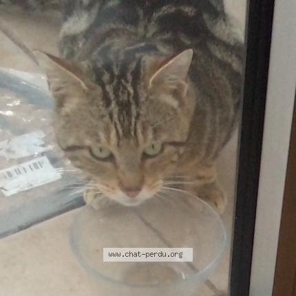 Foto 1/1 Gato encontrado Encontrado en Nohic