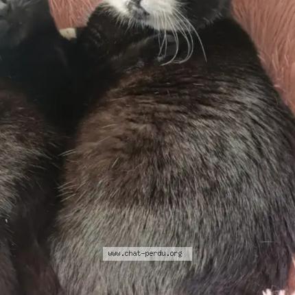 Foto 1/2 Mojito Chat perdido en Hermanville sur mer