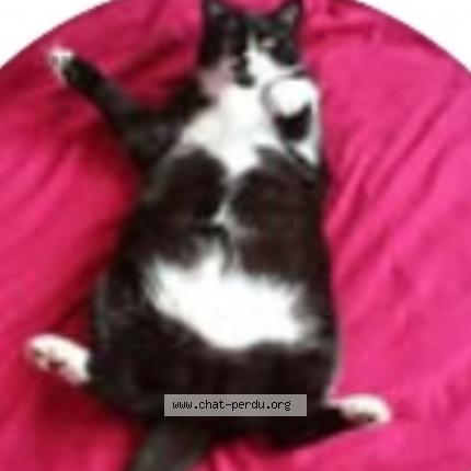 Foto 2/2 Mojito Chat perdido en Hermanville sur mer