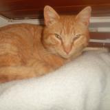 Foto del gato perdido en Thoard